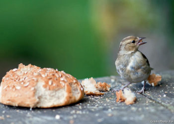 Comment donner du pain dur aux oiseaux ?