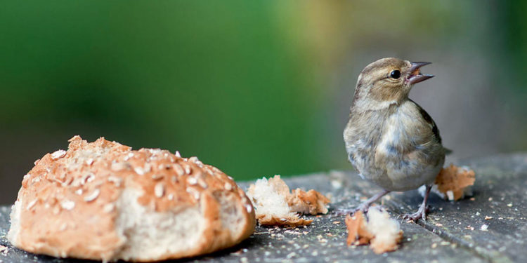 Comment donner du pain dur aux oiseaux ?