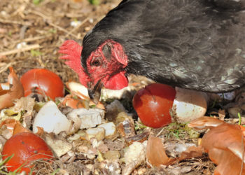 Est-ce que les poules mangent les épluchures de champignons ?