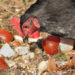 Est-ce que les poules mangent les épluchures de champignons ?
