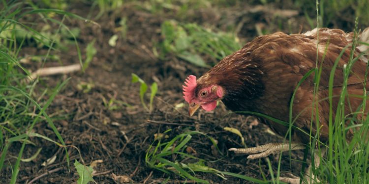 Pourquoi ne pas donner de pain aux poules ?