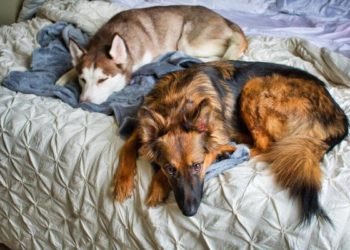 Est-ce que les chiens font des cauchemars ?