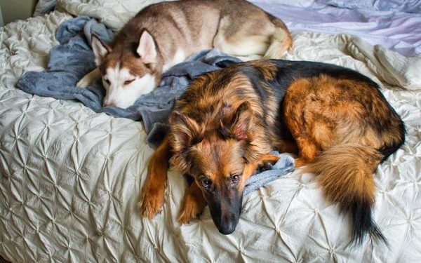 Est-ce que les chiens font des cauchemars ?