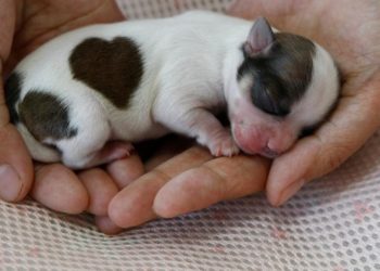 Comment sauver un chiot de 2 jours ?