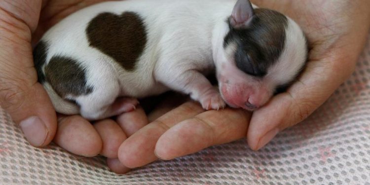 Comment sauver un chiot de 2 jours ?