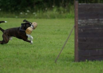 Quelles précautions Doit-on prendre si l'on a touché un crapaud ?