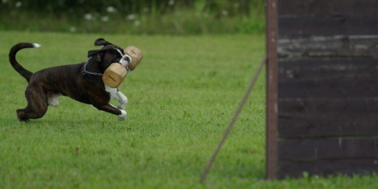 Quelles précautions Doit-on prendre si l'on a touché un crapaud ?