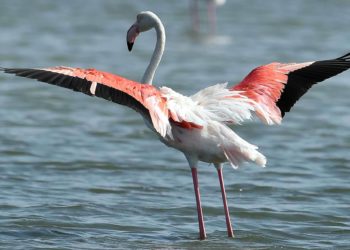 Quel nom donner à un flamant rose ?