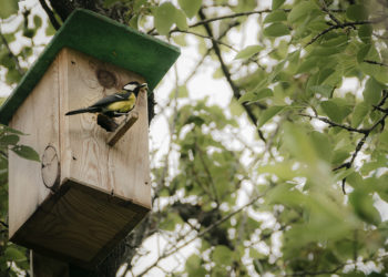 Quelle lettre pour les oiseau ?