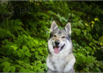 Quelle croquette pour un chien loup tchecoslovaque ?
