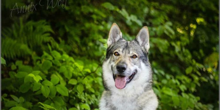 Quelle croquette pour un chien loup tchecoslovaque ?