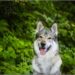 Quelle croquette pour un chien loup tchecoslovaque ?