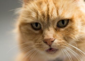 Pourquoi les chats sont si mignons ?