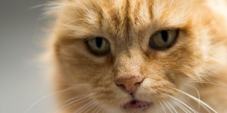 Pourquoi les chats sont si mignons ?