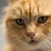Pourquoi les chats sont si mignons ?