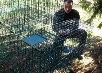 Quel appat pour pieger un blaireau ?