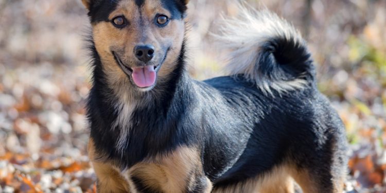 Comment voir la race du chien ?