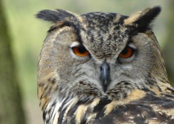 Quel symbole représente la chouette ?