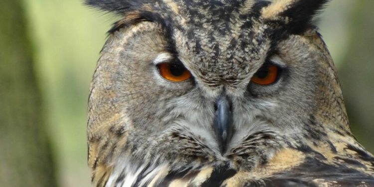 Quel symbole représente la chouette ?