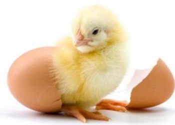 Comment avoir que des poussins femelles ?