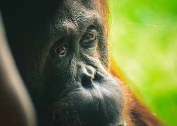 Qu'est-ce que la sixième extinction de masse ?