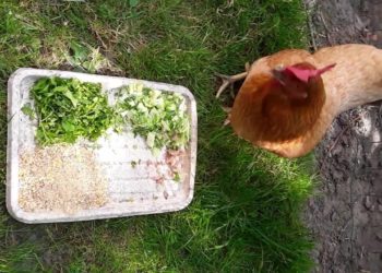 Quelle est la nourriture préférée des poules ?