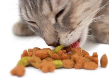 Quels sont les aliments et animaux interdits judaïsme ?