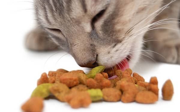 Quels sont les aliments et animaux interdits judaïsme ?