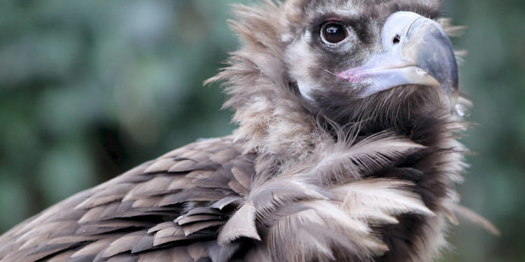 Quel animal est en danger de disparition à cause des incendies en cours dans le monde ?