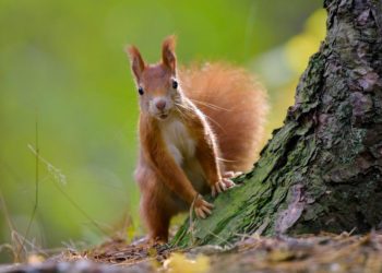 Quelle est l'importance des animaux dans la nature ?