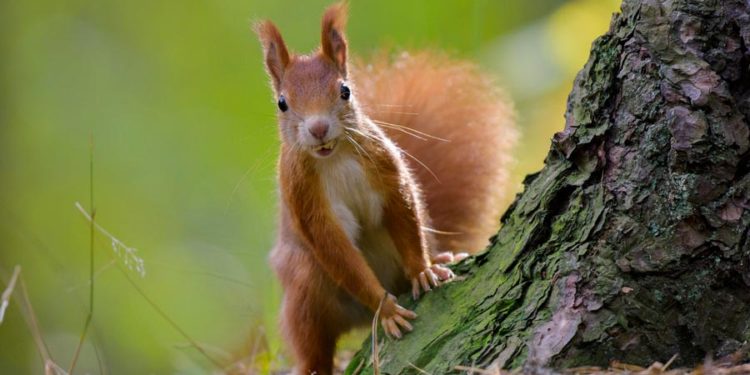 Quelle est l'importance des animaux dans la nature ?