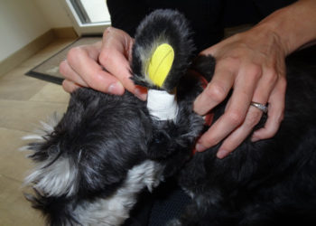 Comment faire pour redresser les oreilles de mon chien ?