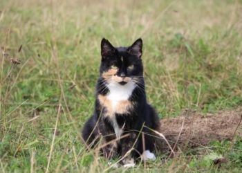 Pourquoi les chats écaille de tortue sont des femelles ?