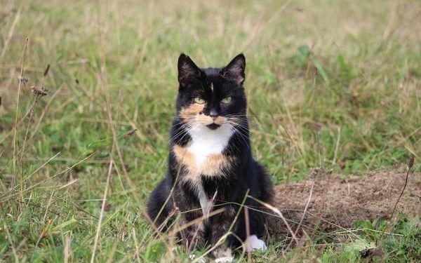 Pourquoi les chats écaille de tortue sont des femelles ?