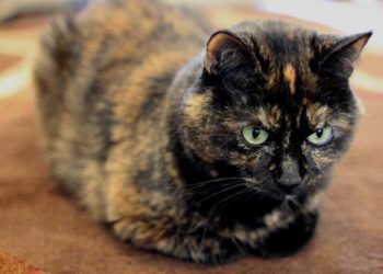 Comment avoir une écaille de tortue ?