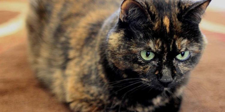 Comment avoir une écaille de tortue ?