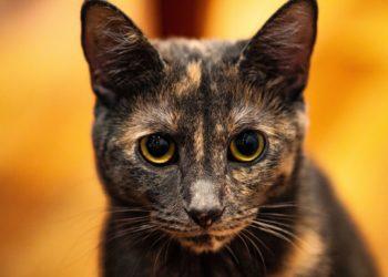 Quel est le caractère des chats écaille de tortue ?