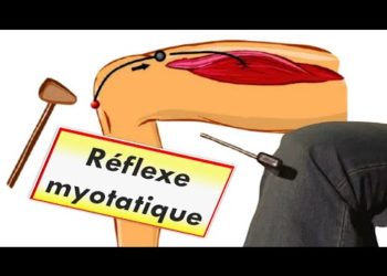 C'est quoi le réflexe myotatique ?