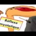 C'est quoi le réflexe myotatique ?