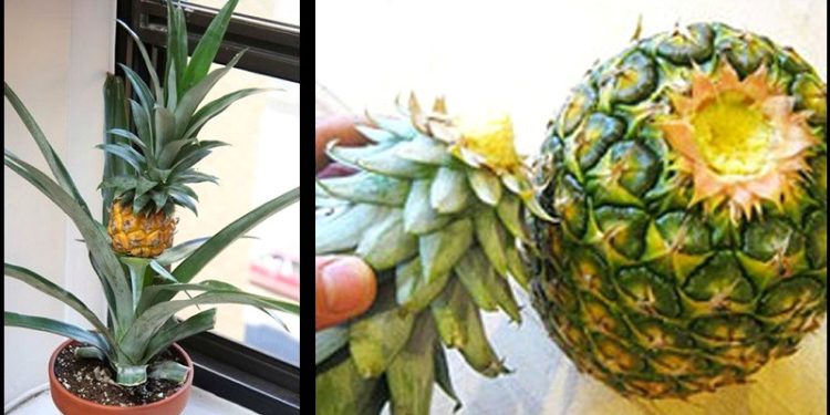 Comment on peut faire partir le blaireau ?