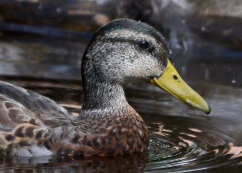Quelle est la classe du canard ?