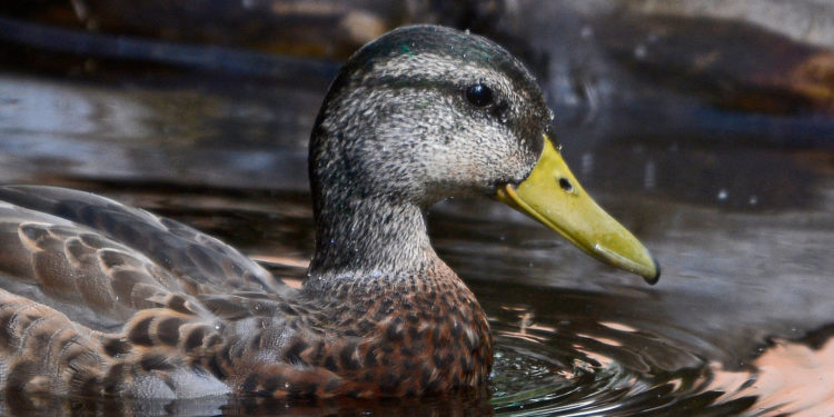 Quelle est la classe du canard ?