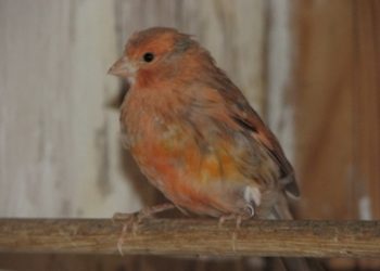 Comment donner de la couleur orange aux Canaris ?