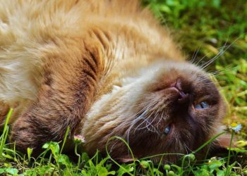 Pourquoi mon chat s'allonge par terre ?