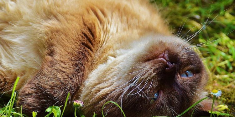 Pourquoi mon chat s'allonge par terre ?