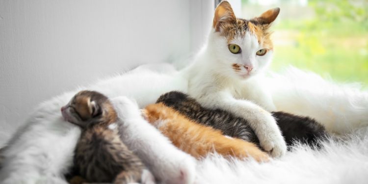 Pourquoi un chat abandonné sa maison ?