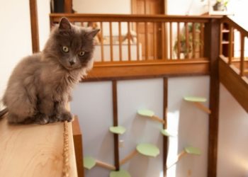 Quand un chat change de maison ?