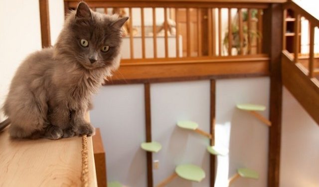 Quand un chat change de maison ?