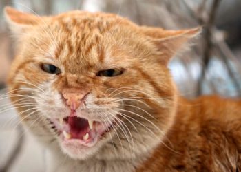 Comment calmer un chat qui crache ?