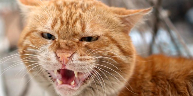 Comment calmer un chat qui crache ?